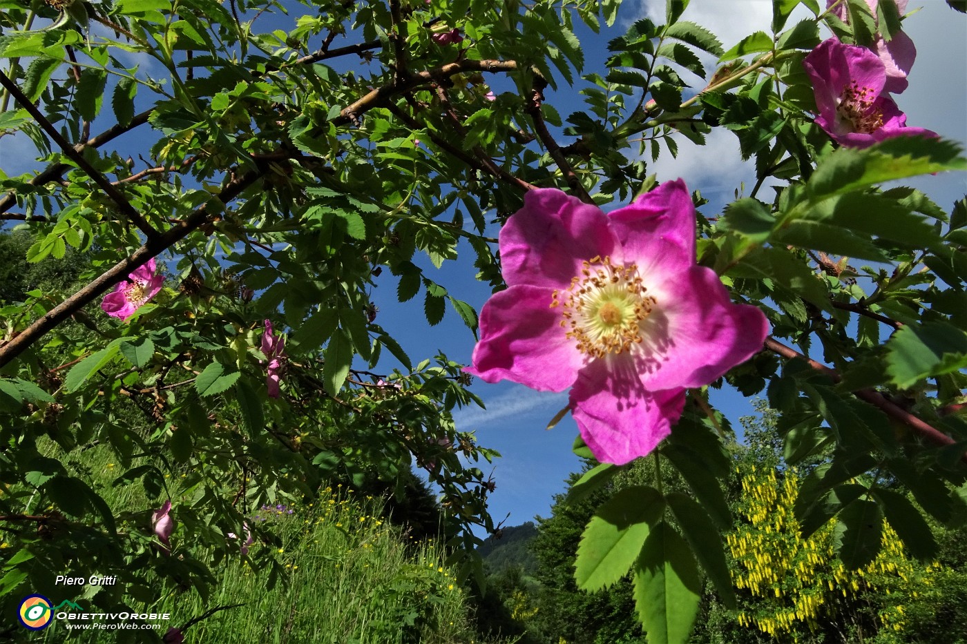 12 Rosa canina in piena fioritura.JPG
